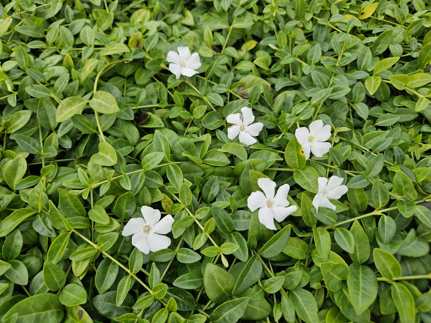12x Vinca minor 'Gertrude Jekyll' Bodendecker 10-25cm Ø9cm | Pflanzfix24.de - Pflanzfix24.de