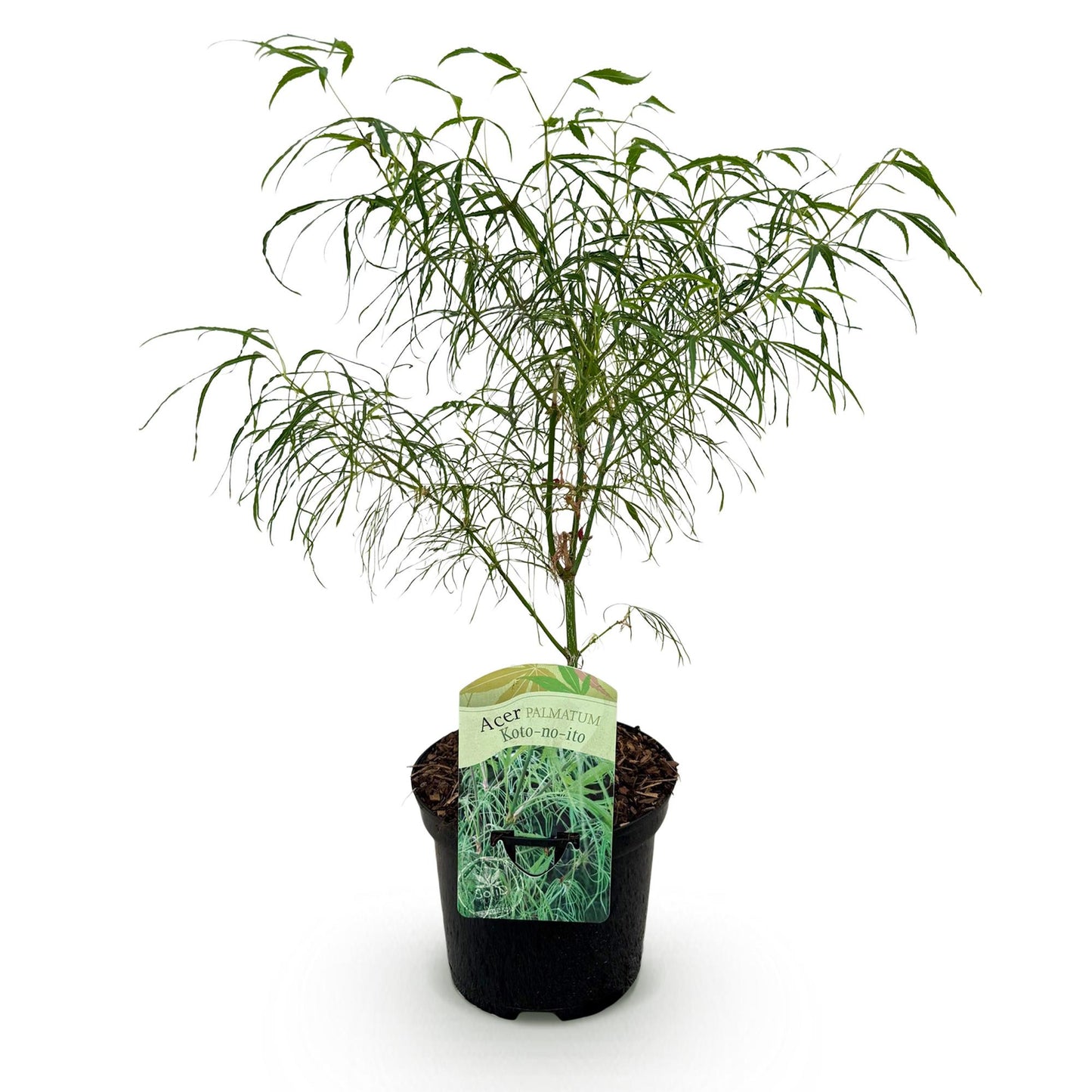 Japanischer Ahorn Acer palmatum Koto-no-ito - 1 Pflanze - Grün - Topf 19cm - Pflanzfix24.de - Pflanzfix24.de