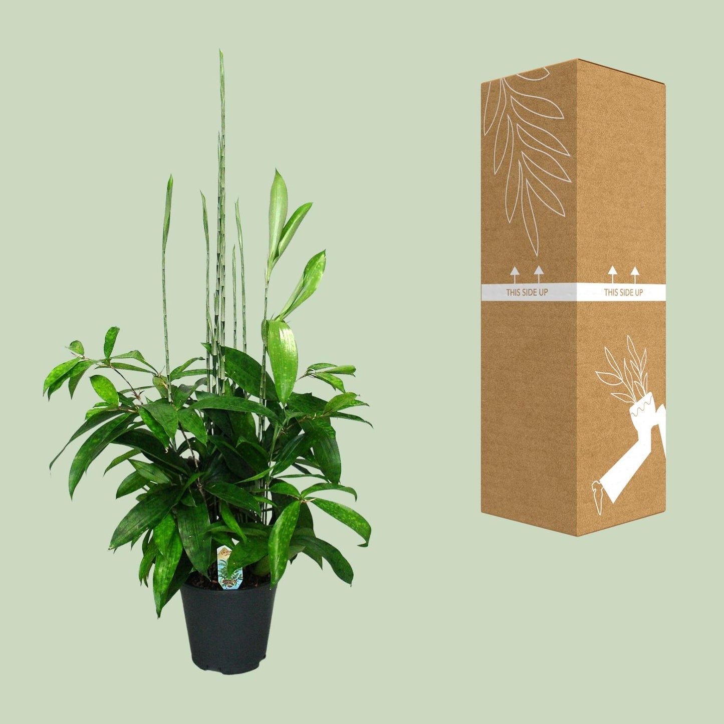 Dracaena Surculosa - Ø17cm - ↕60cm - Pflanzfix24