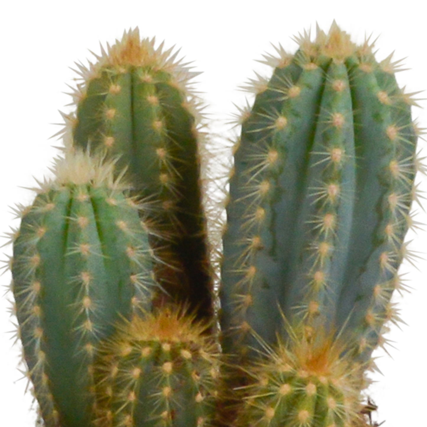 Cereus-Mischung 10,5 cm - 3x - in witte pot - Pflanzfix24.de - Pflanzfix24.de