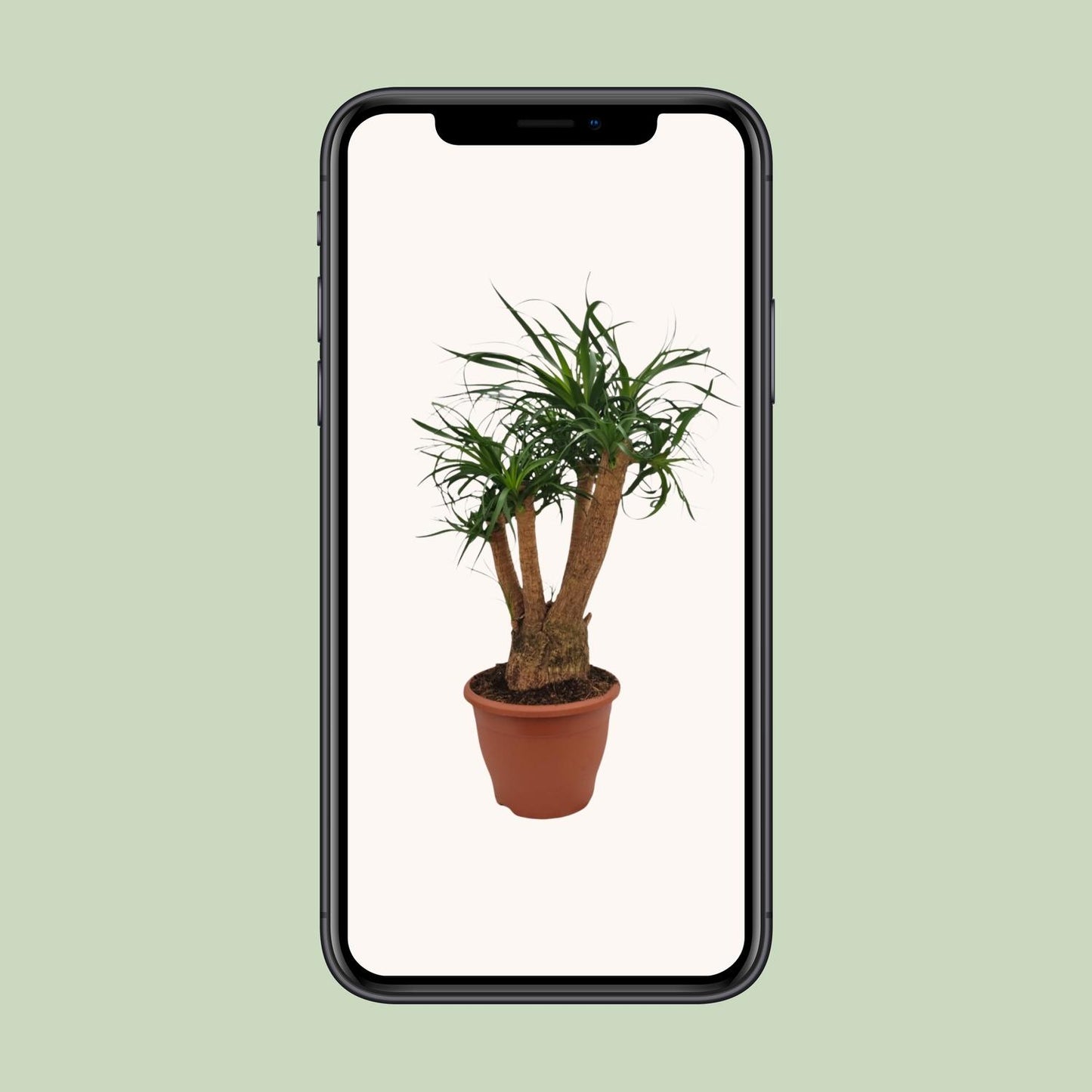 Beaucarnea Nolina - Ø26cm - ↕75cm - Pflanzfix24