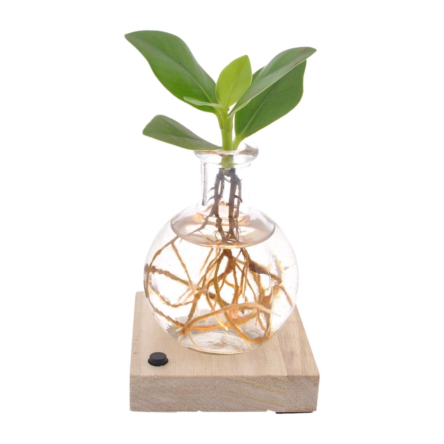 Clusia In Samoa LED - Ø5cm - ↕10cm - Pflanzfix24.de - Pflanzfix24.de
