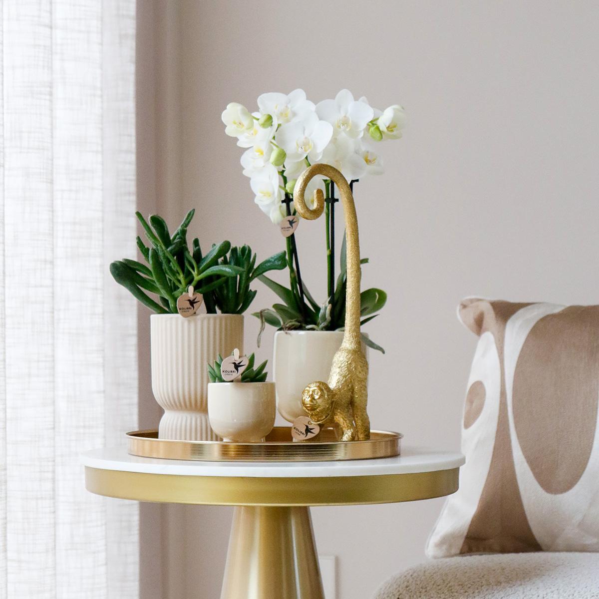 Pflanzset Luxury Living – Orchidee & Grünpflanzen | Pflanzfix24.de - Pflanzfix24.de