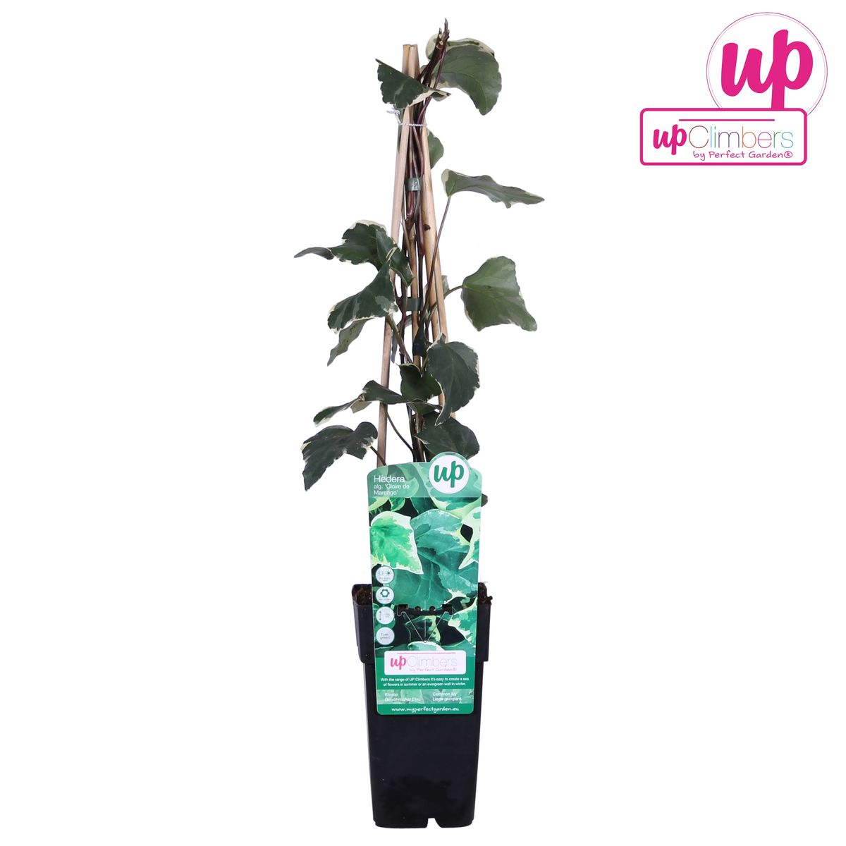 Hedera algeriensis 'Gloire de Maren' - Pflanzfix24.de - Pflanzfix24.de