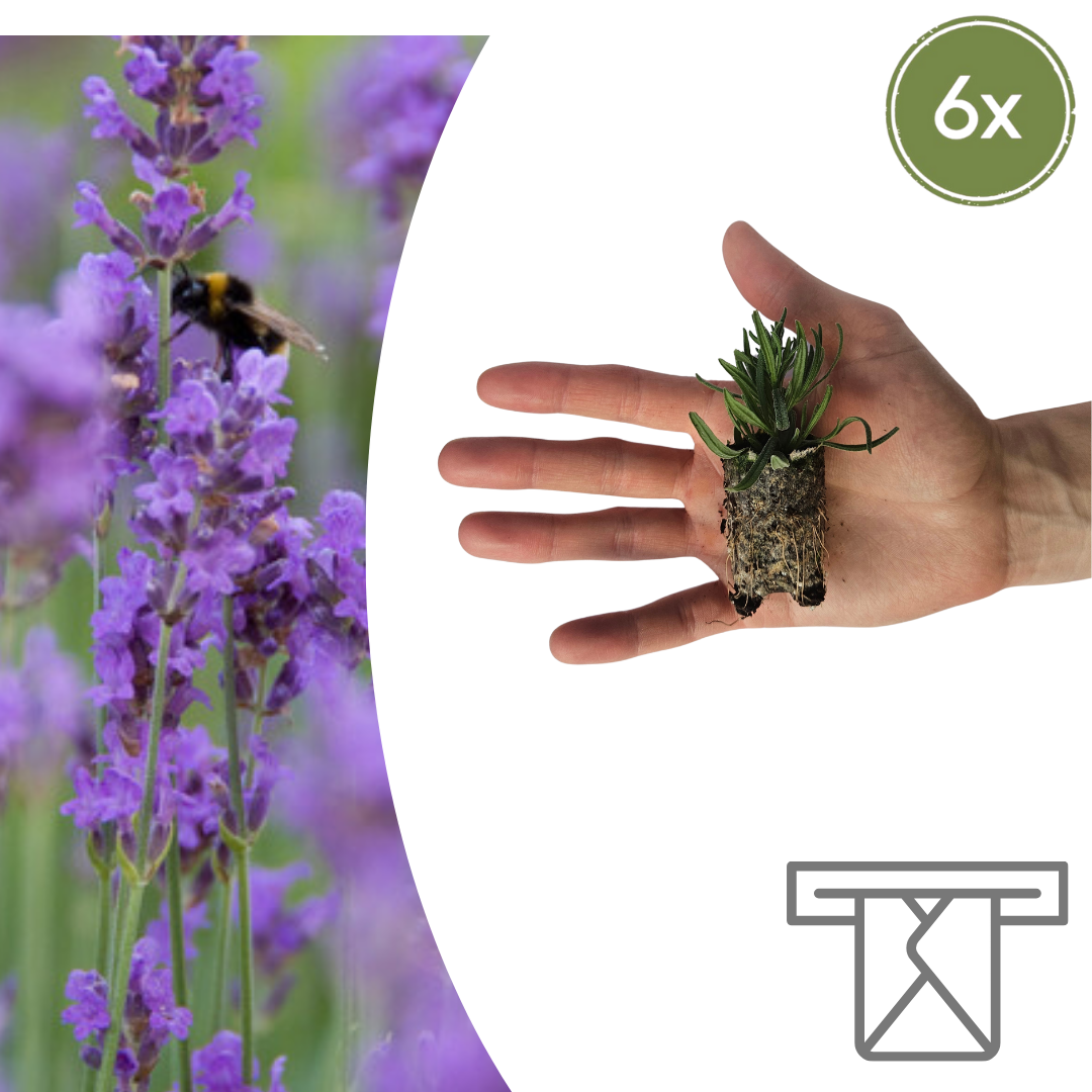 Lavandula 'Munstead' 6er-Set – Duftende Lavendel Jungpflanzen | Pflanzfix24.de - Pflanzfix24.de
