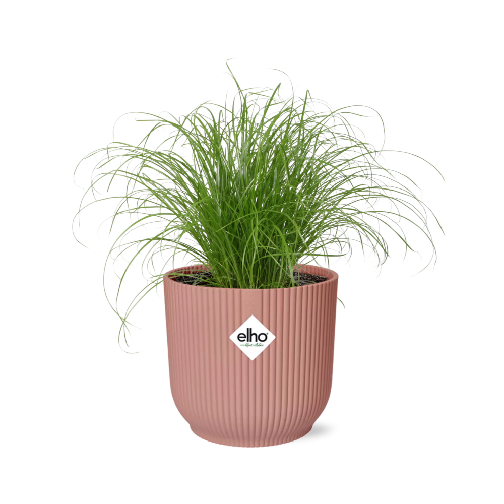 Cyperus Alternifolius Zumula in ELHO Vibes Fold 14cm roze - pflanzfix24