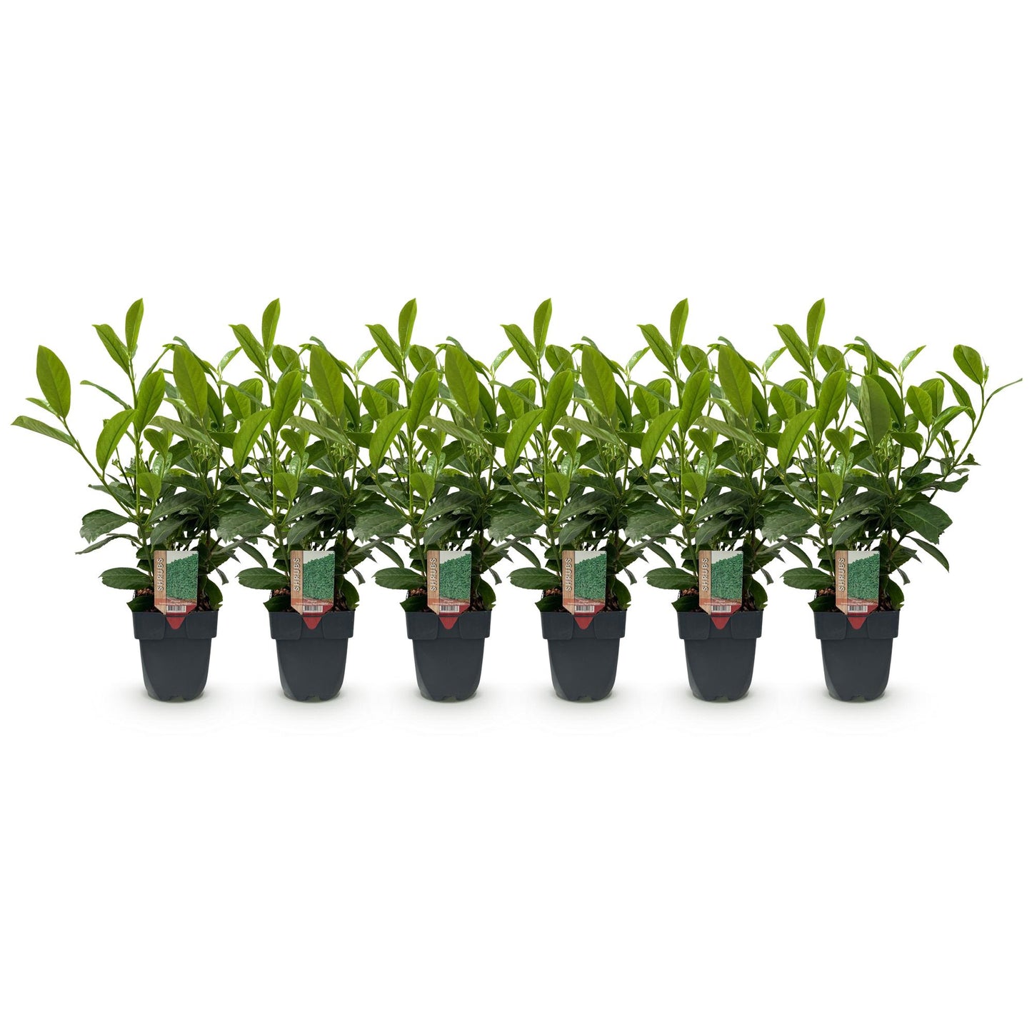 Pflanzfix24.de - Prunus laurocerasus Rotundifolia - 6 Pflanzen - 1 laufender Meter - Pflanzfix24.de