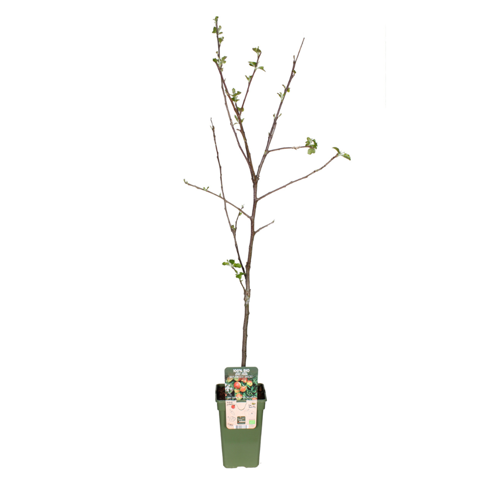 Malus Domestica Jonagold Apfel Ø19cm | Pflanzfix24.de - Pflanzfix24.de