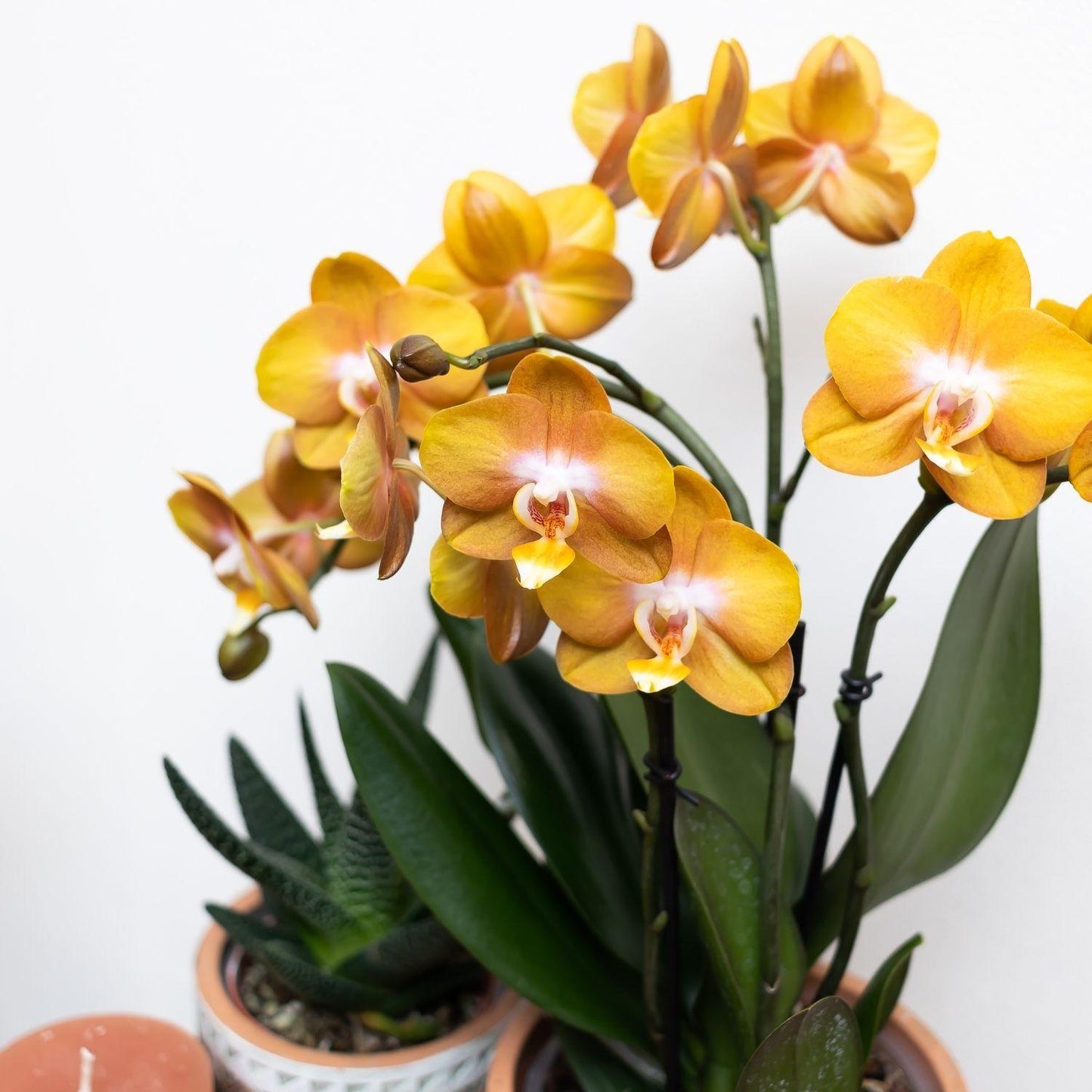 Kolibri Orchideen Jewel Las Vegas Orange-goldene Phalaenopsis Ø12cm | Pflanzfix24.de - Pflanzfix24.de