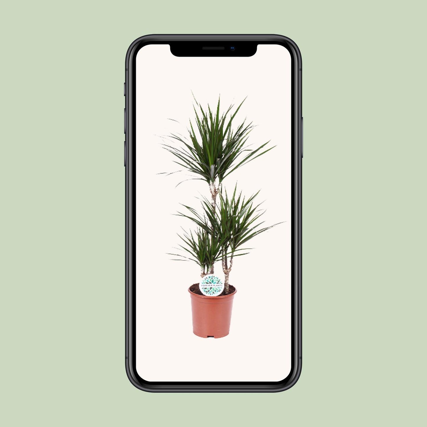 Dracaena Marginata - Pflanzfix24.de - Pflanzfix24.de