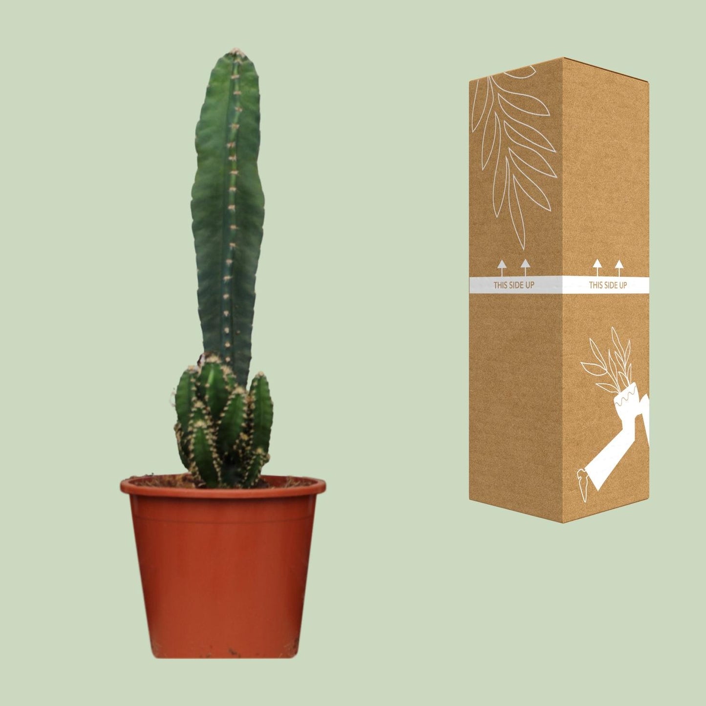 Cereus Peruvianus Florida - Ø17cm - ↕75cm - Pflanzfix24