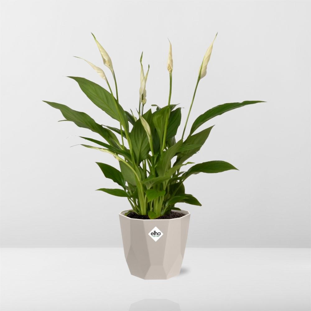 Spathiphyllum 12 cm Torelli in ELHO b.for rock 14 cm warm grey - Pflanzfix24