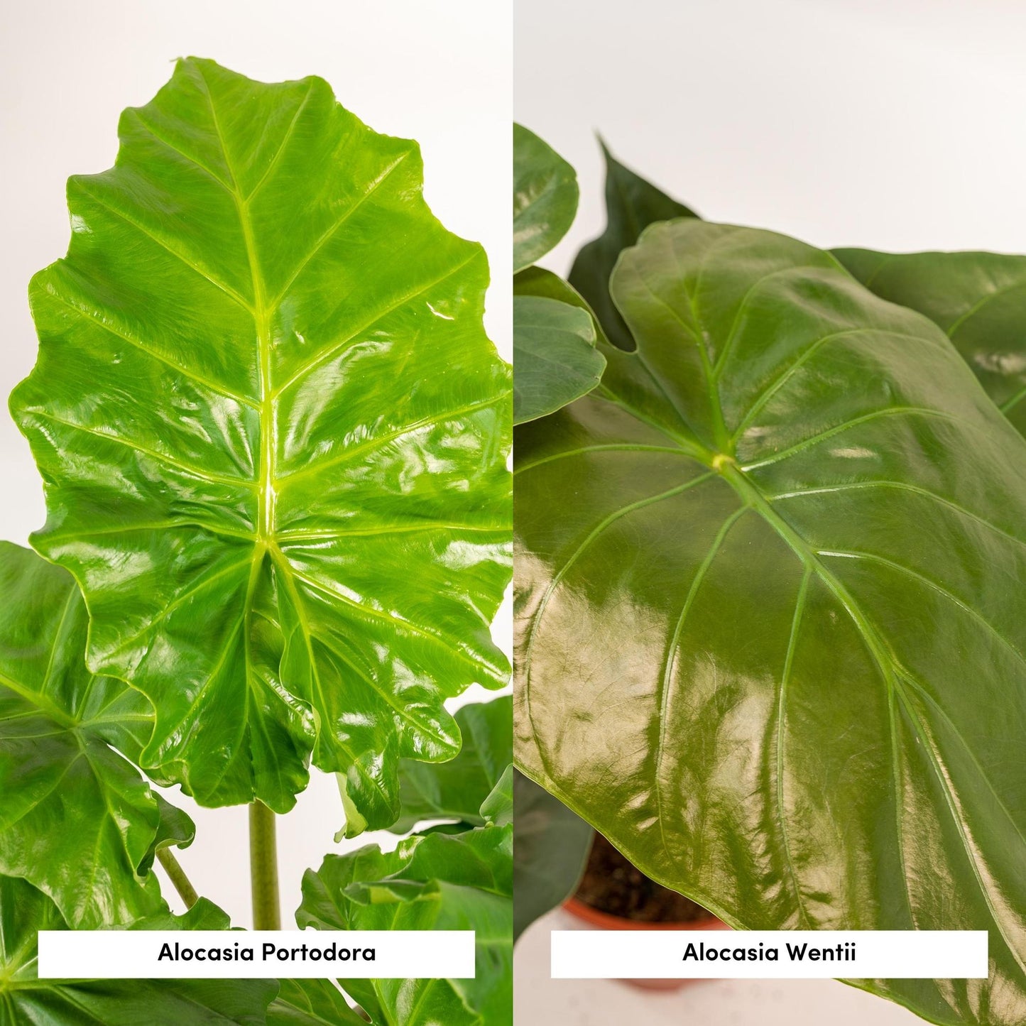 Alocasia Wentii + Portodora - Set - 2 Zimmerpflanzen - Pflanzfix24