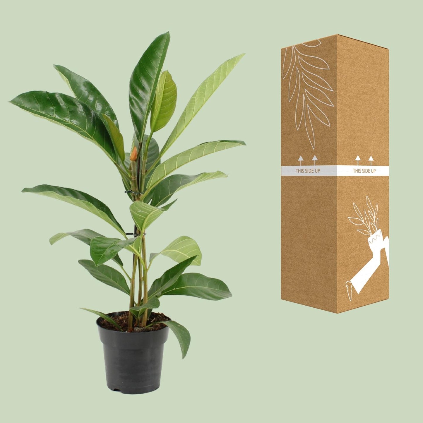 Ficus Benghalensis Roy (R) - Ø17cm - ↕70cm bei Pflanzfix24