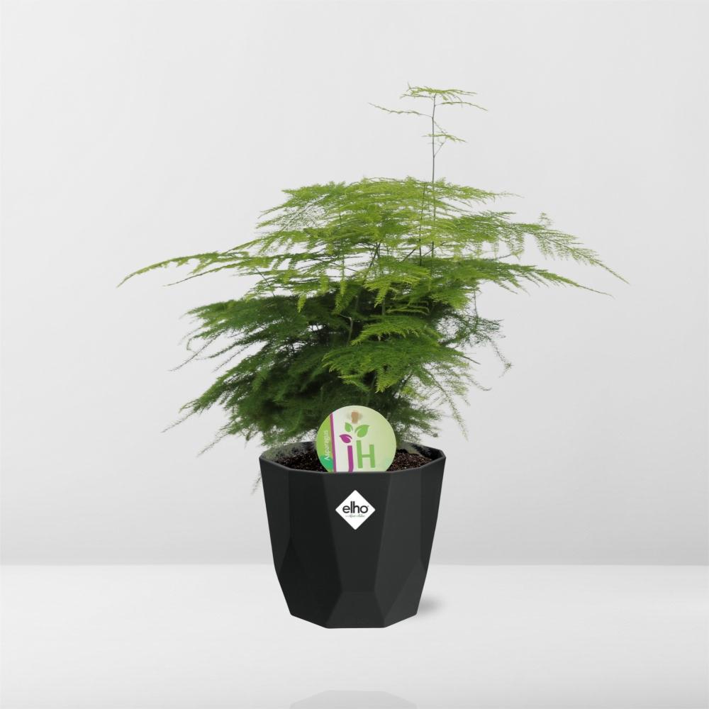 Asparagus Fern 'Plumosus' - 14cm Pot - Pflanzfix24
