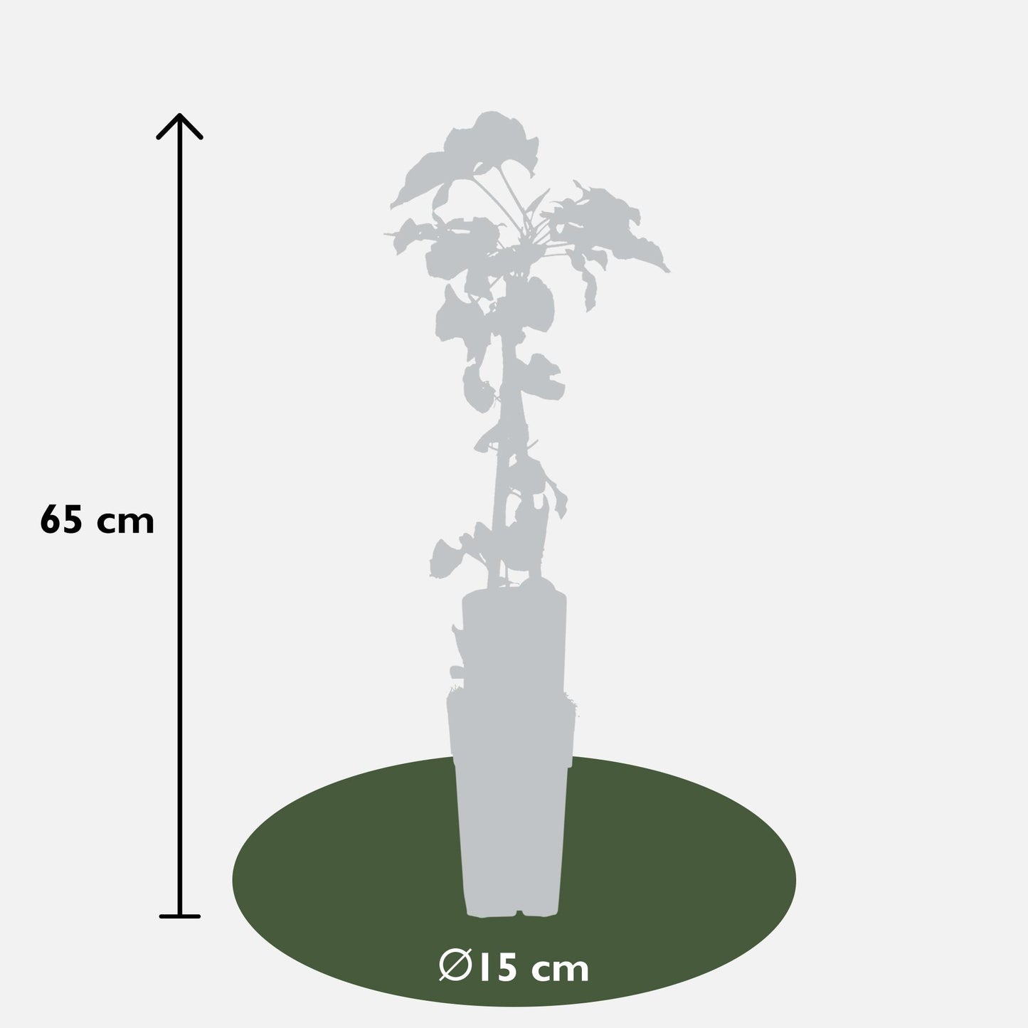 4x - Fallopia baldschuanica - ↨65cm - Ø15 - Pflanzfix24.de - Pflanzfix24.de