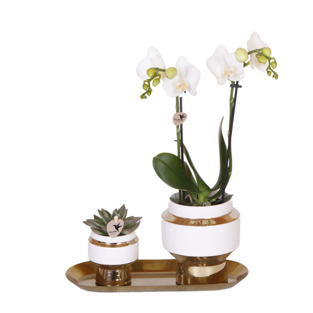 Weiße Orchidee & Sukkulente auf goldenem Tablett – Pflanzfix24.de - Pflanzfix24.de