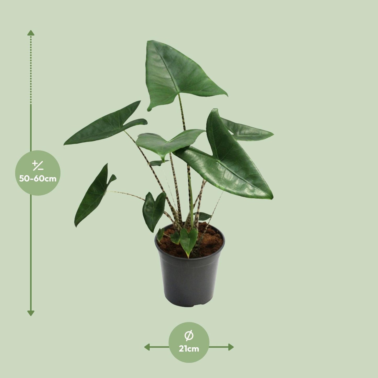 Alocasia Zebrina - Ø21cm - ↕80cm bei Pflanzfix24
