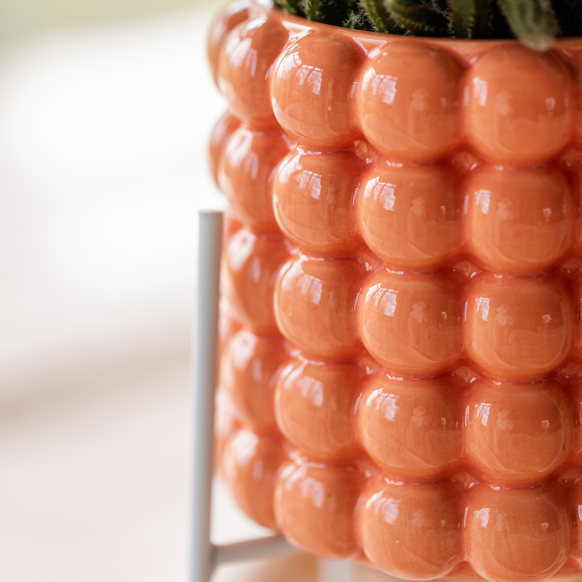 Pflanzfix24 | Pflanzenset Poppy Orange | Jamaica Orchidee und Sukkulente
