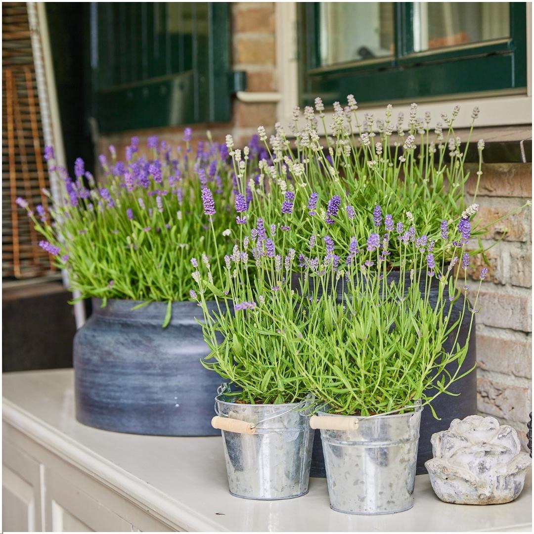 Lavandula angustifolia Felice® 3er-Set – Echter Lavendel 13 cm | Pflanzfix24.de - Pflanzfix24.de