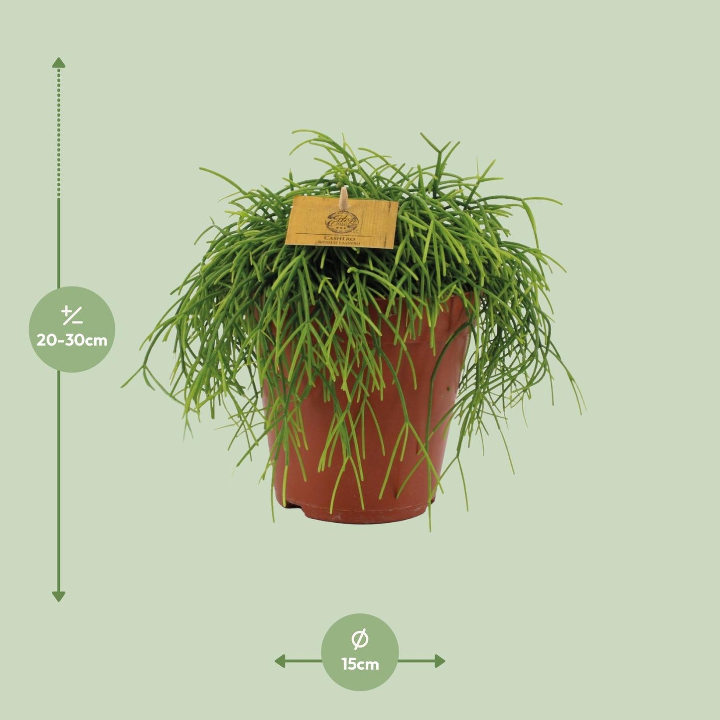 Rhipsalis Cashero - Zimmerpflanze - pflanzfix24