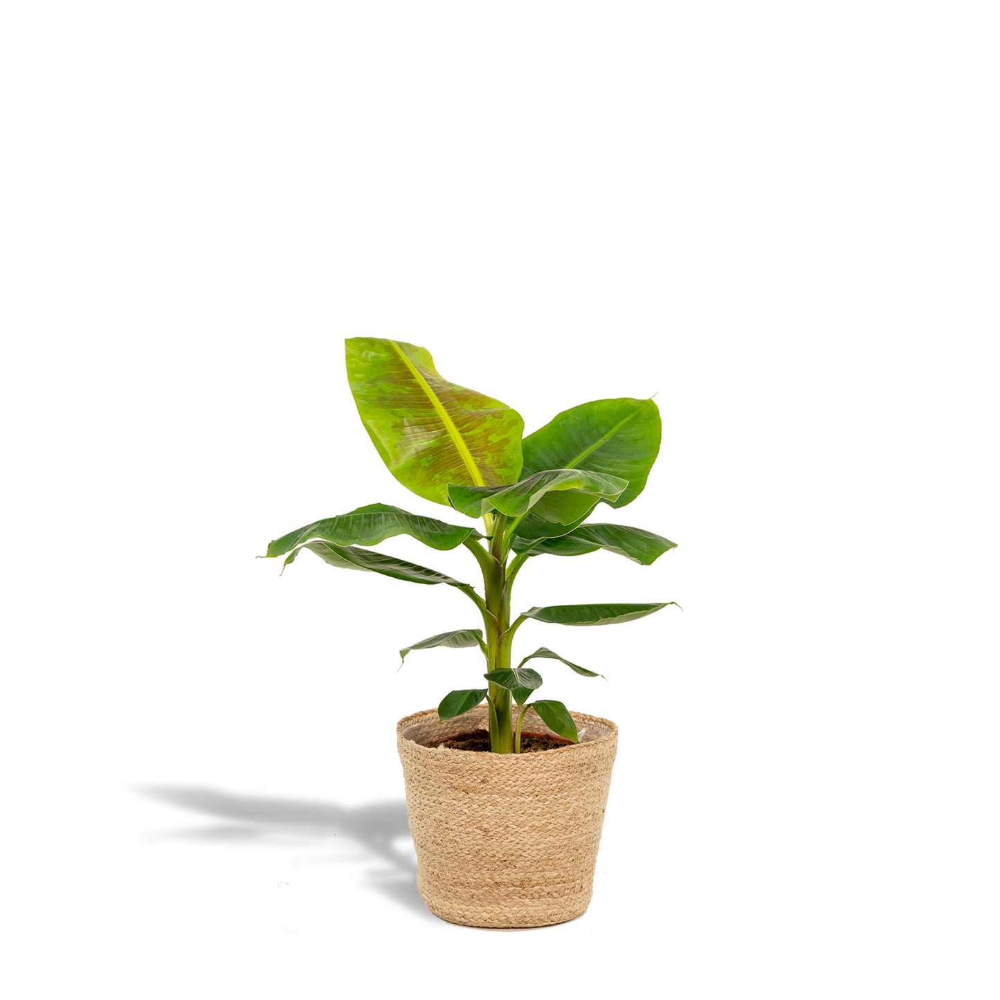 Musa Dwarf Cavendish - Ø21cm - ↕90cm + Korb Selin - Pflanzfix24