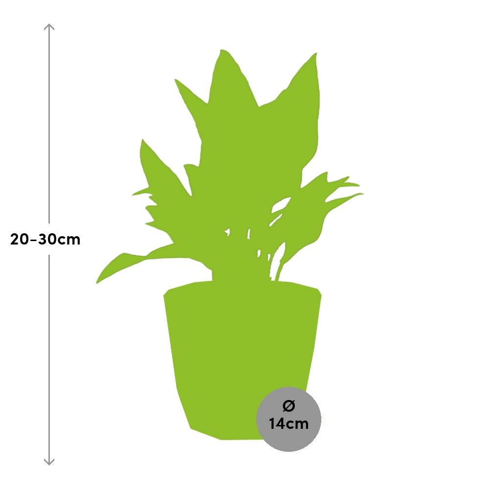Aglaonema Maria in ELHO b.for rock 14 cm warm grey - Pflanzfix24