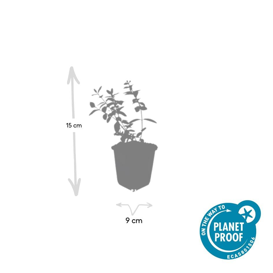 12x Hypericum dummeri ‘Peter Dummer’ Ø9cm | Gelber Bodendecker | Pflanzfix24.de - Pflanzfix24.de