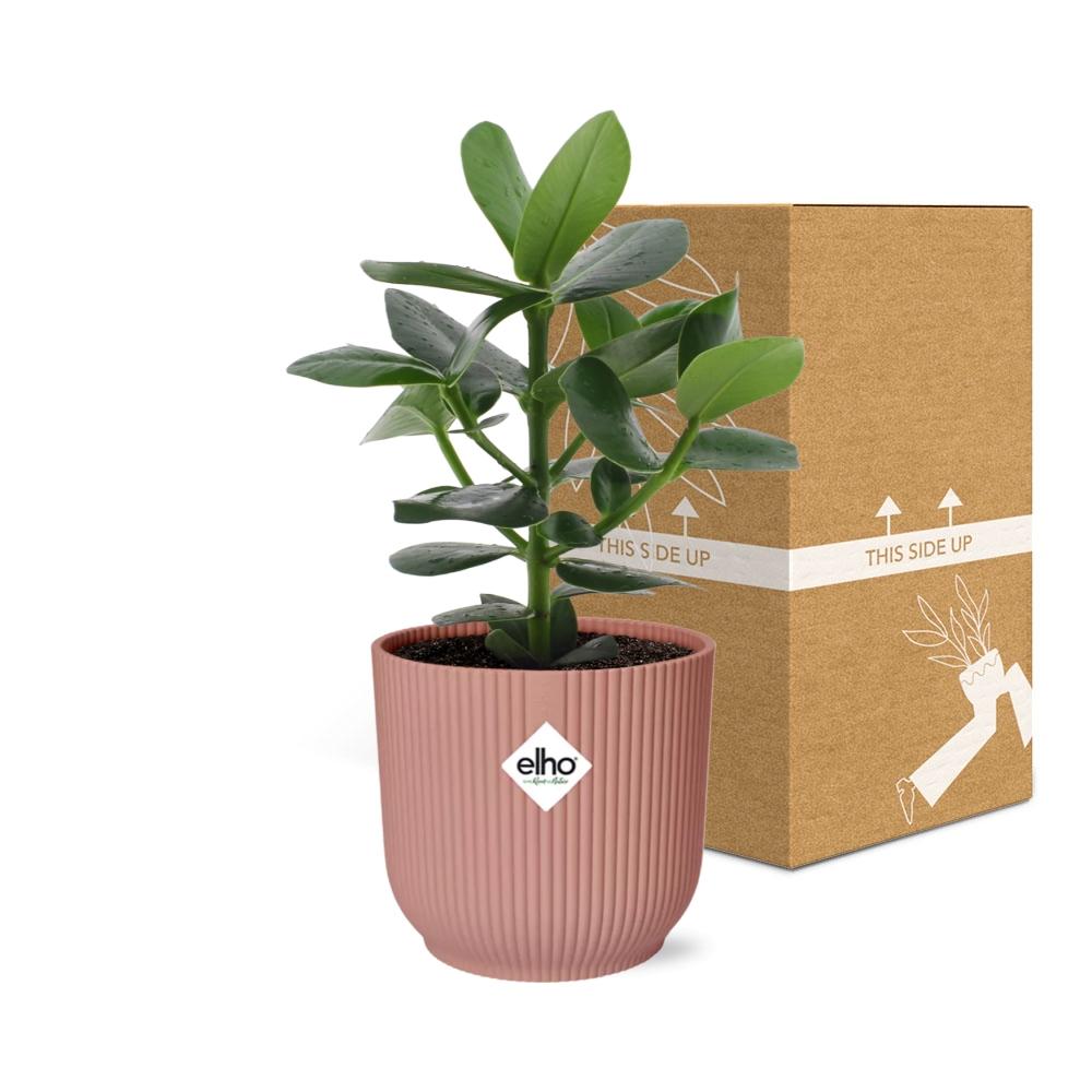 Clusia Princess in ELHO Vibes Fold 14cm roze - Pflanzfix24