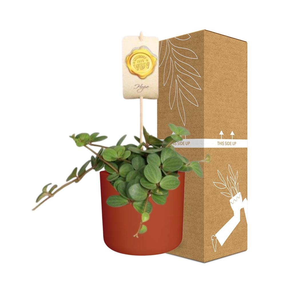 Peperomia ‘Hope’ in ELHO b.for soft rond 14cm brique - Pflanzfix24