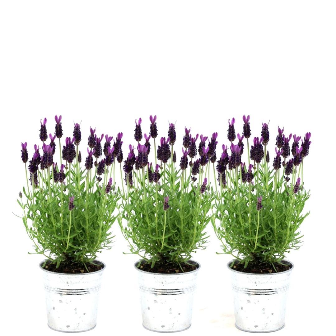 Lavandula stoechas Anouk® 3er-Set Lavendel im Dekotopf – Pflanzfix24.de - Pflanzfix24.de