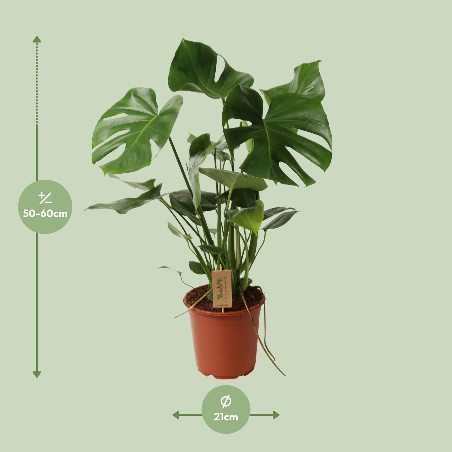 Monstera Deliciosa P21 - Ø21cm - ↕60cm - Pflanzfix24