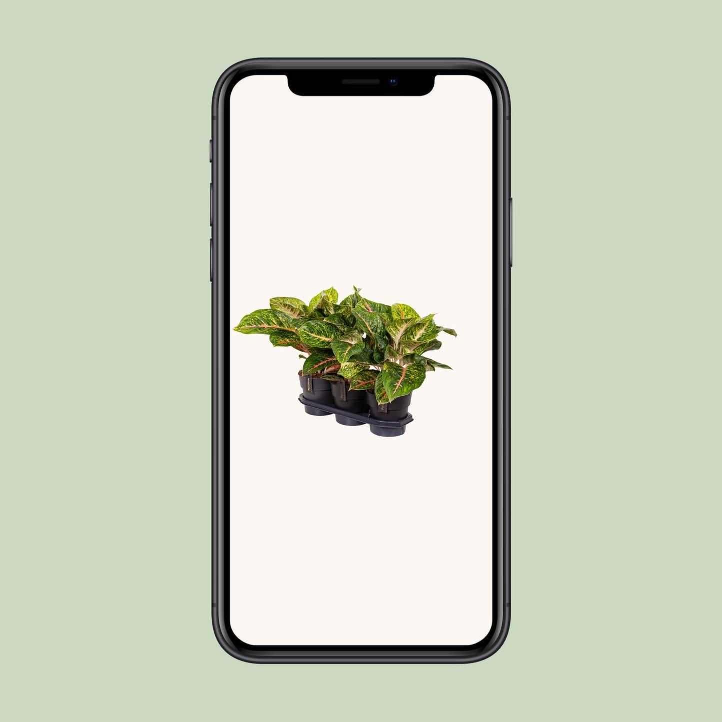 Aglaonema Spring Red - Ø19cm - pflanzfix24