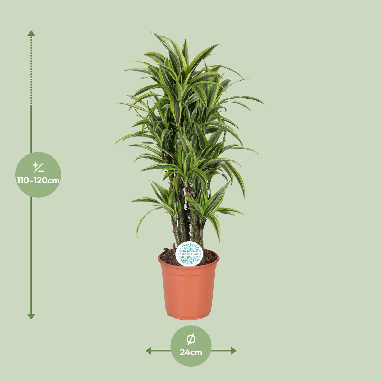 Dracaena Deremensis Lemon Lime - Ø24cm - ↕120cm - Pflanzfix24