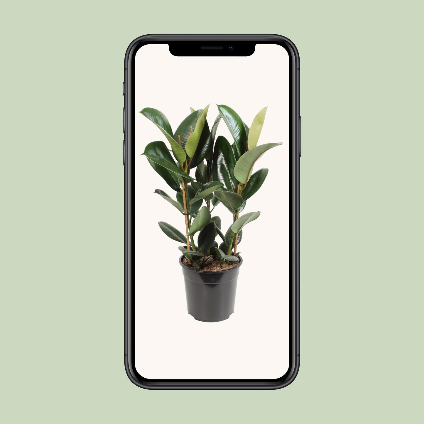 Ficus Elastica Robusta - Ø27cm - ↕85cm bei Pflanzfix24.de - Pflanzfix24.de
