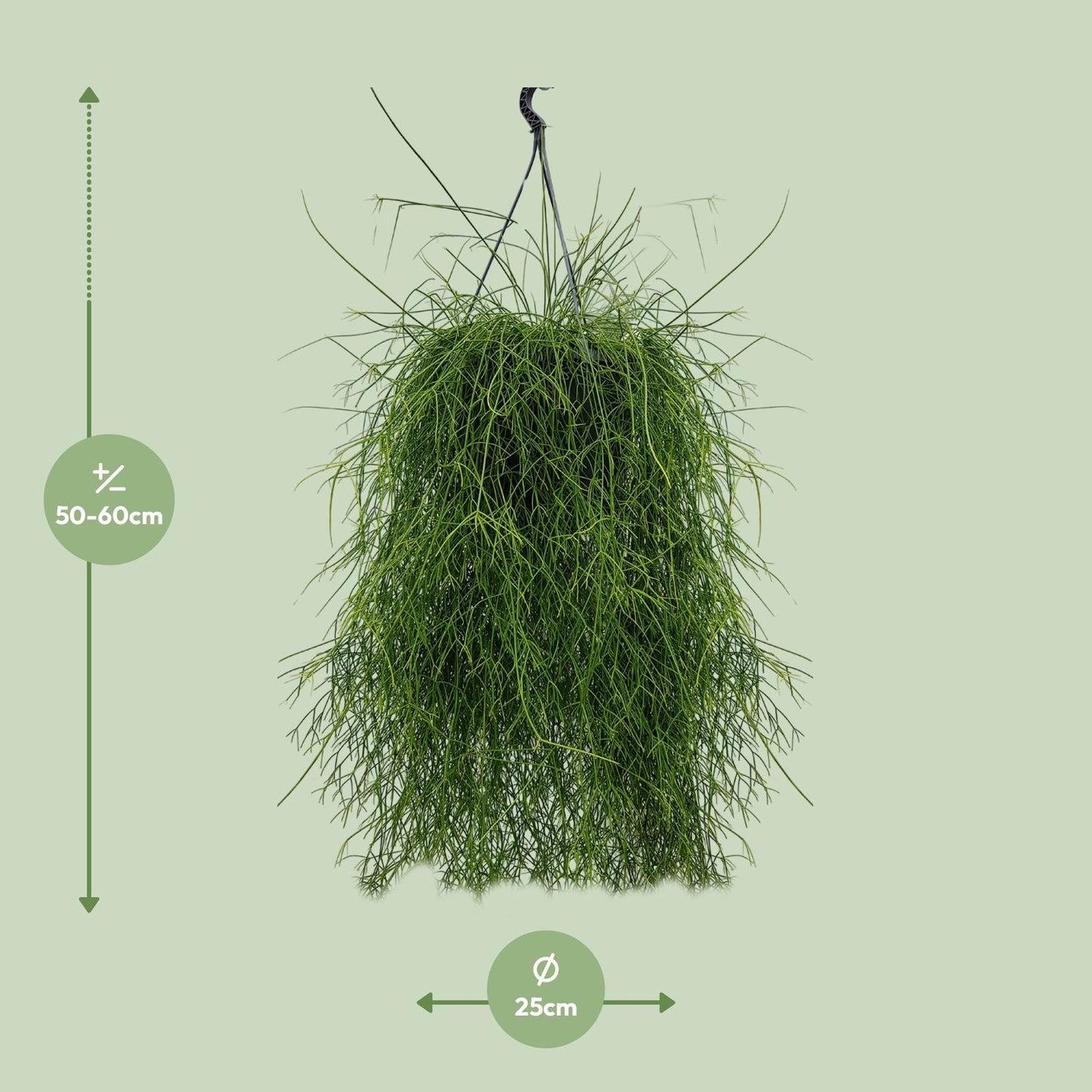 Rhipsalis Cassutha 25cm - Ø25cm - ↕60cm - Pflanzfix24