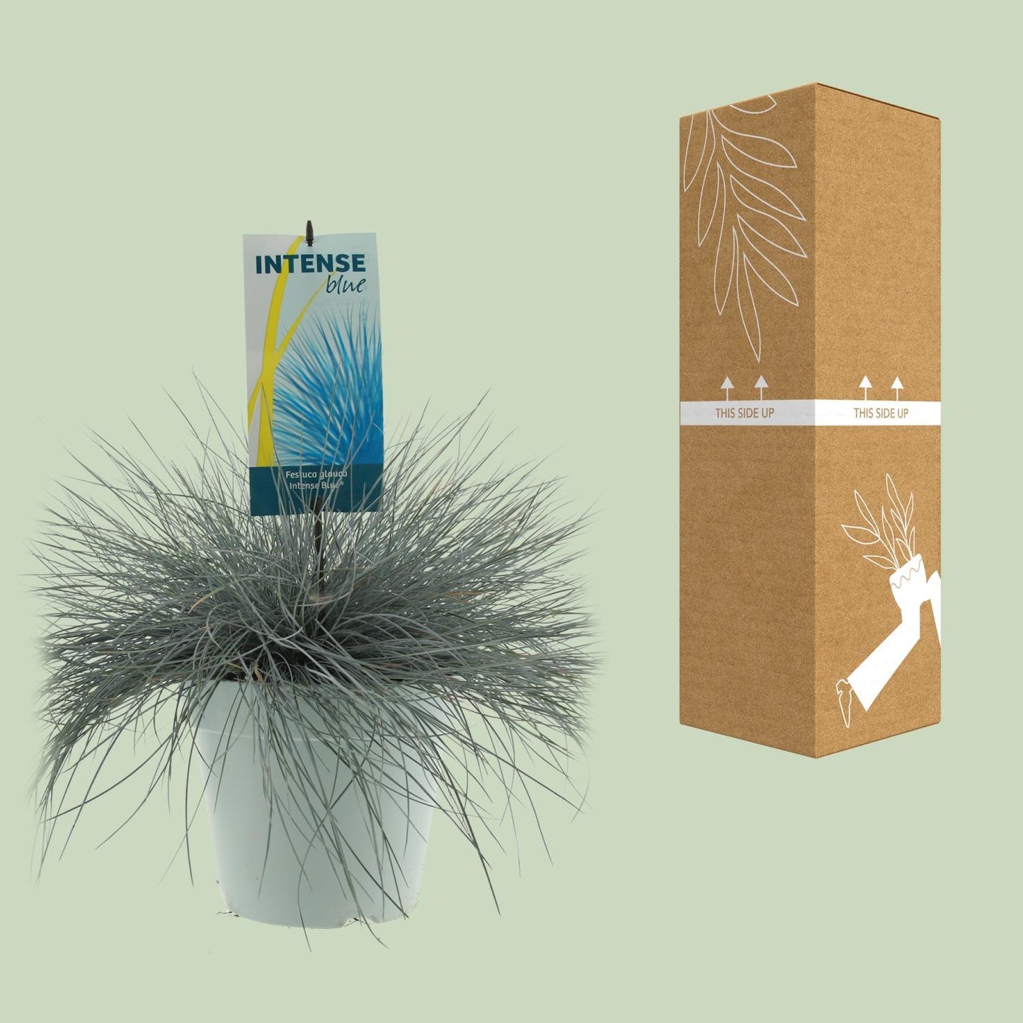 Festuca Glauca Intense Blue - Ø23cm - ↕50cm - Pflanzfix24.de - Pflanzfix24.de