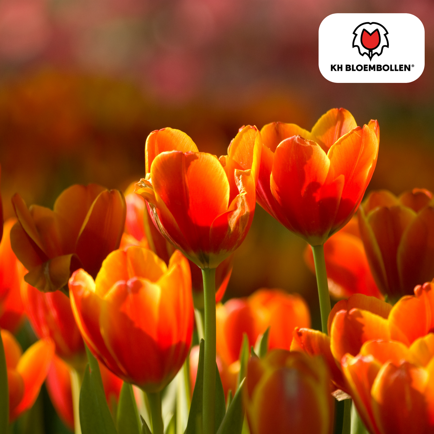 Tulpenbollen Dafeng - 20 Stuks | KH Bloembollen® - Pflanzfix24
