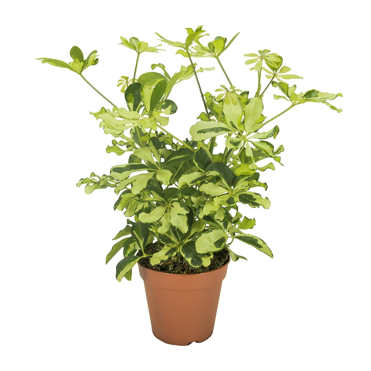 Schefflera Charlotte - Ø13cm - ↕35cm - Pflanzfix24