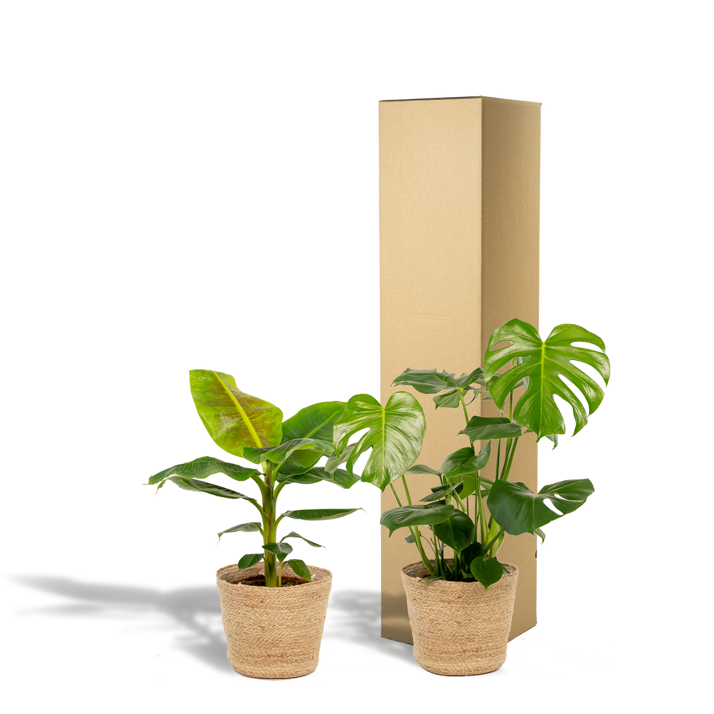 Monstera Deliciosa & Musa Dwarf Cavendish Set mit Korb - Pflanzfix24