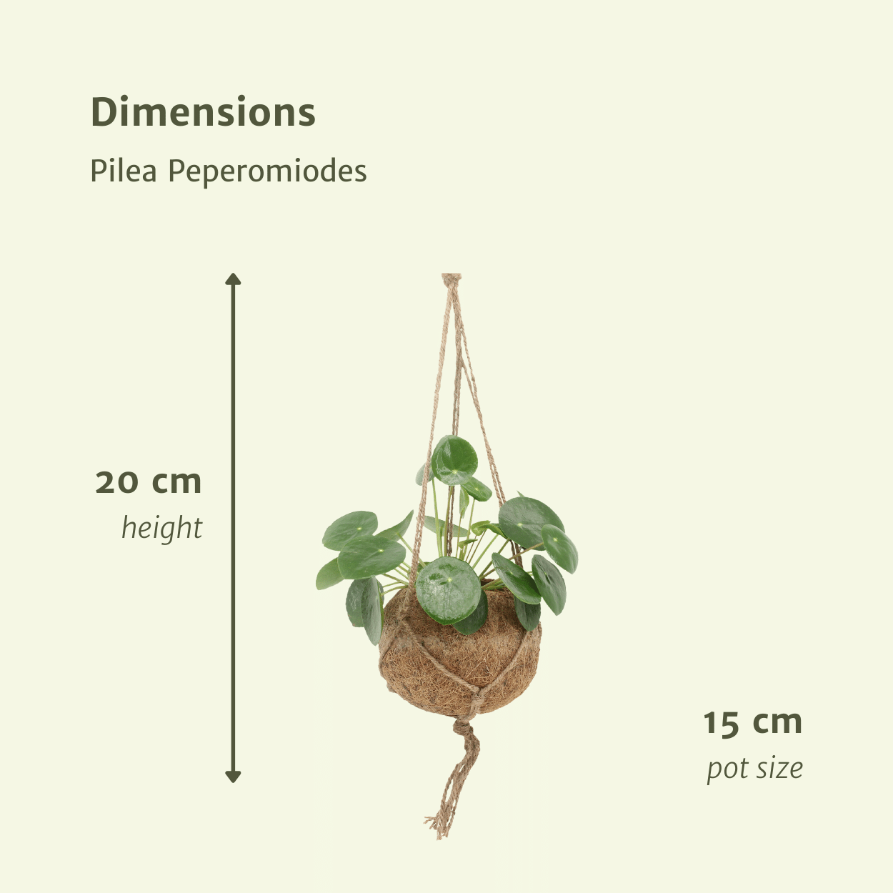 2x Kokodama Pilea Peperomiodes - Pfannkuchenpflanze - 20cm - ø15 - Pflanzfix24