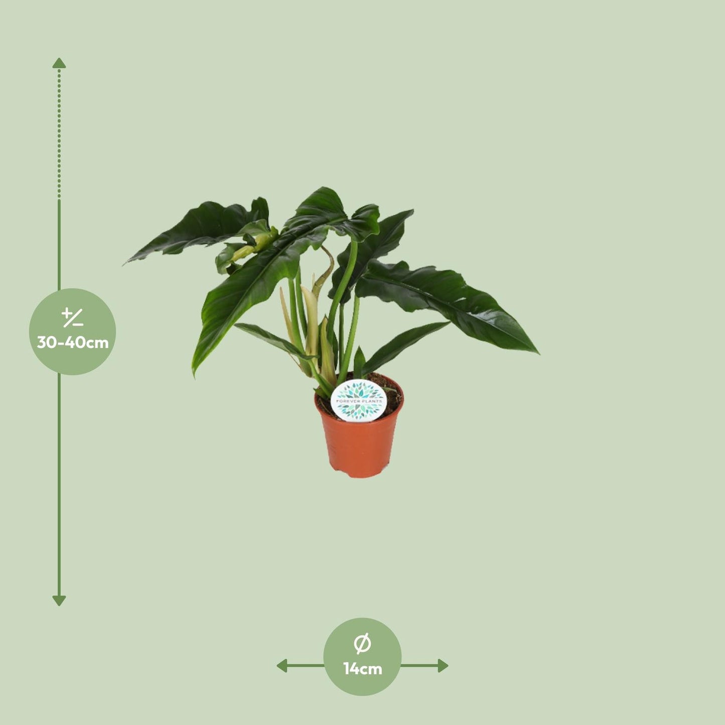 Philodendron Narrow - Ø14cm - ↕40cm by Pflanzfix24