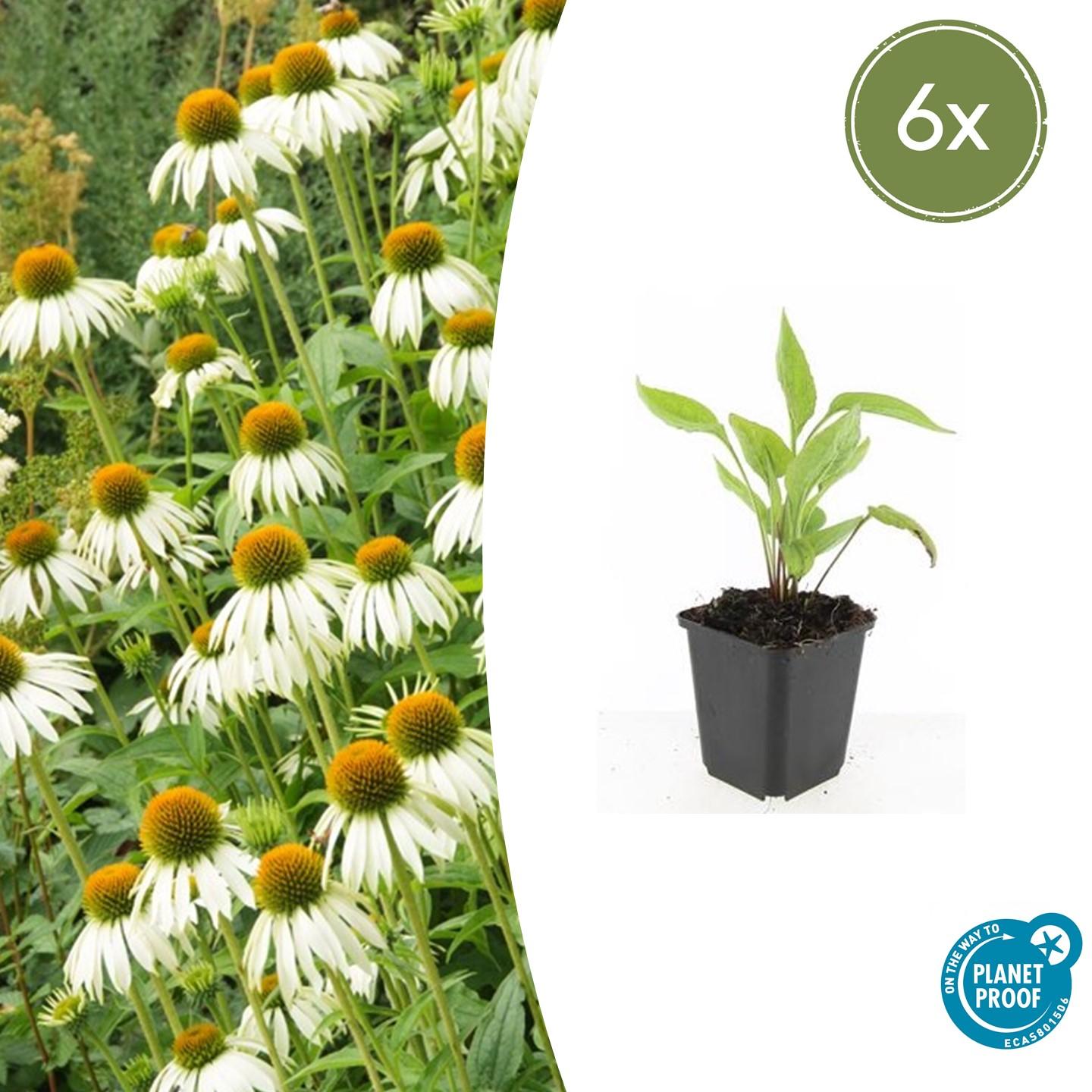 6x Echinacea p. 'White Swan' - ↕10-25cm - Ø9cm - Pflanzfix24