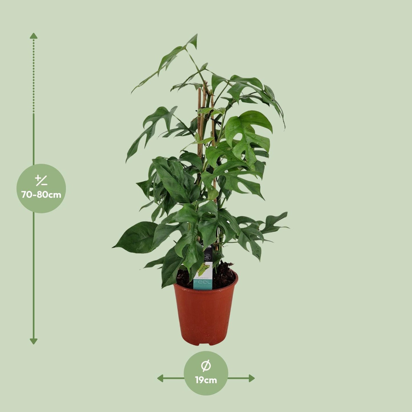 Philodendron Minima Pyramide - Ø19 ↕75 bei Pflanzfix24