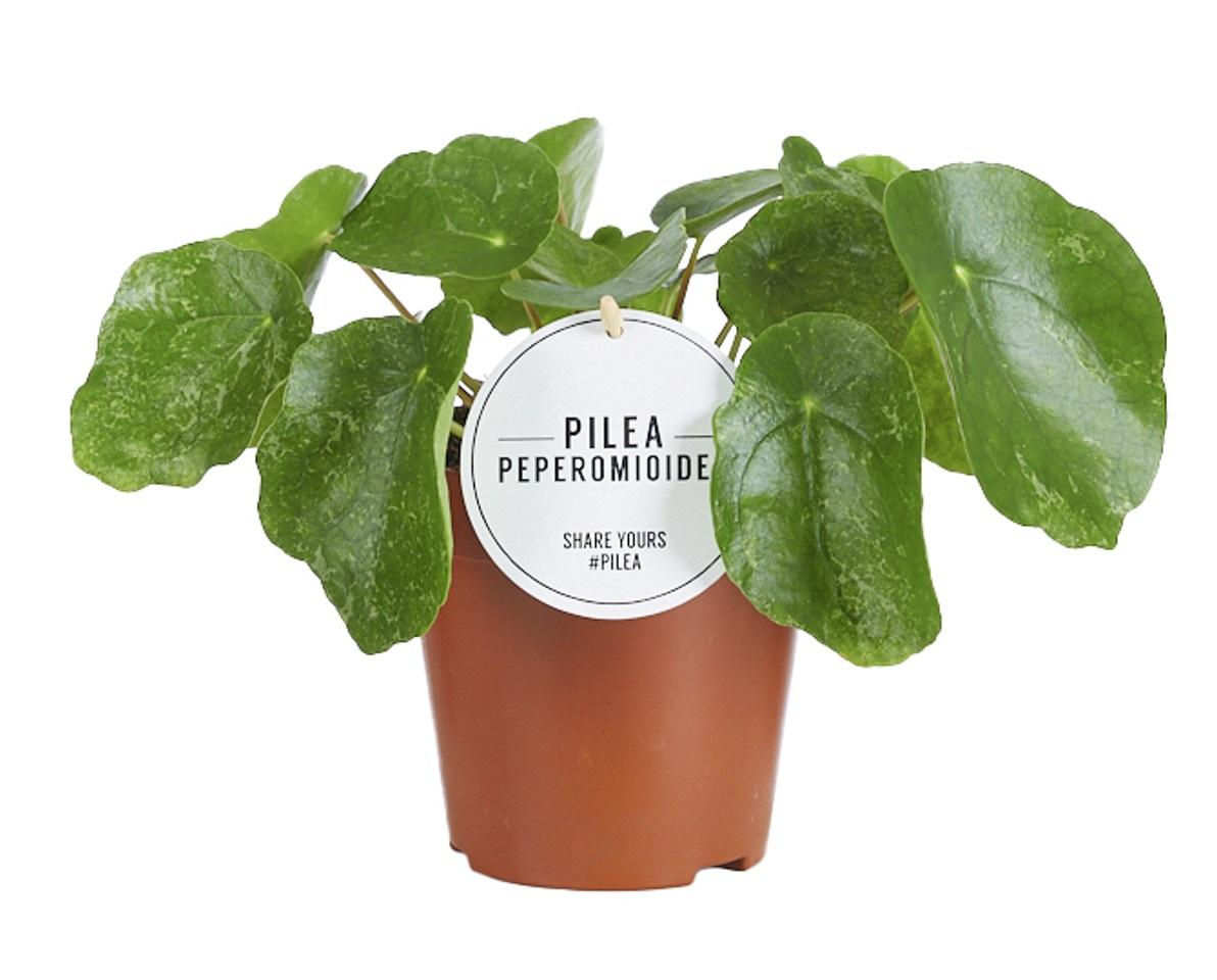 Pilea Sugar Ø13 cm – dekorative Zimmerpflanze | Pflanzfix24