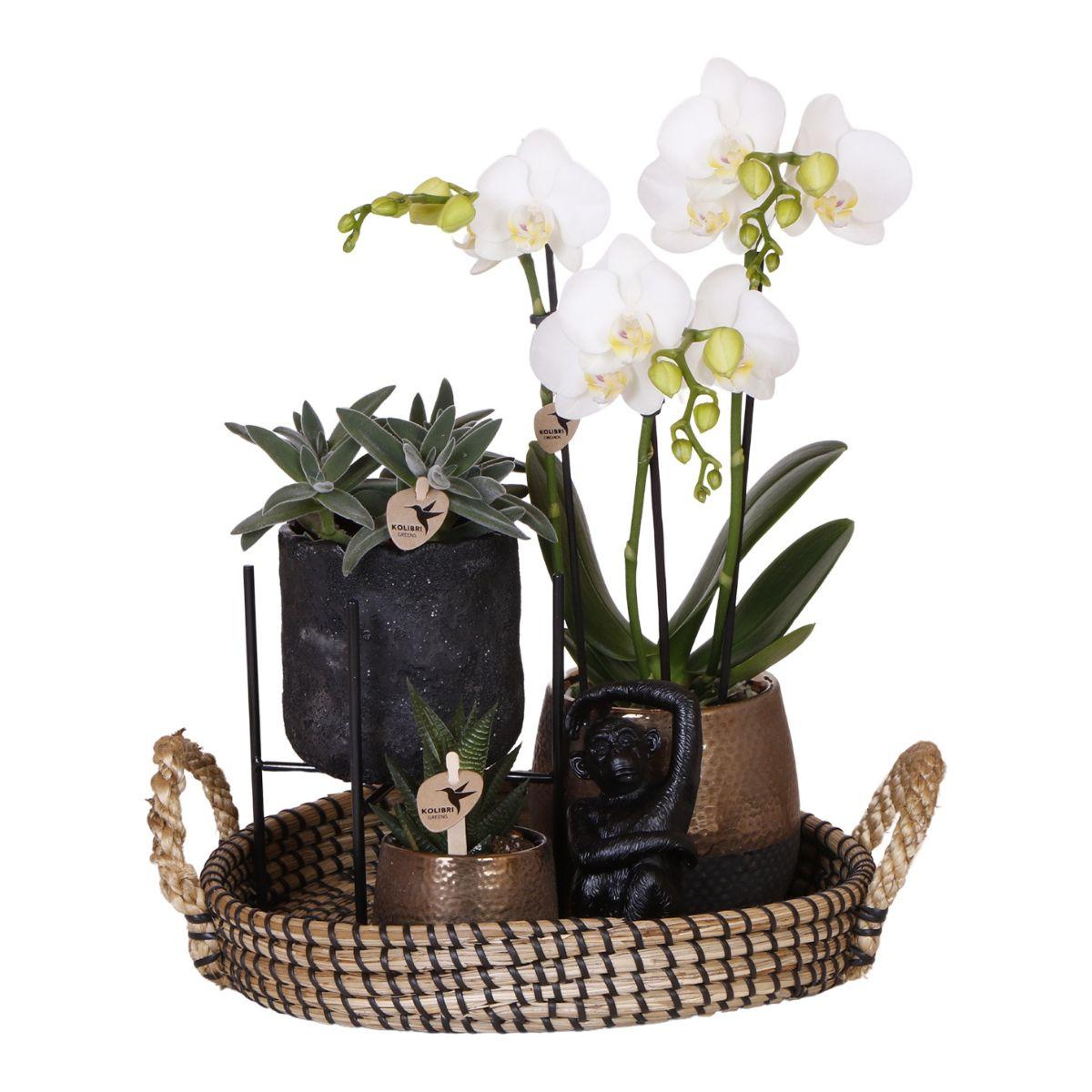 Pflanzset Home Hub – Orchidee & Grünpflanzen | Pflanzfix24.de - Pflanzfix24.de