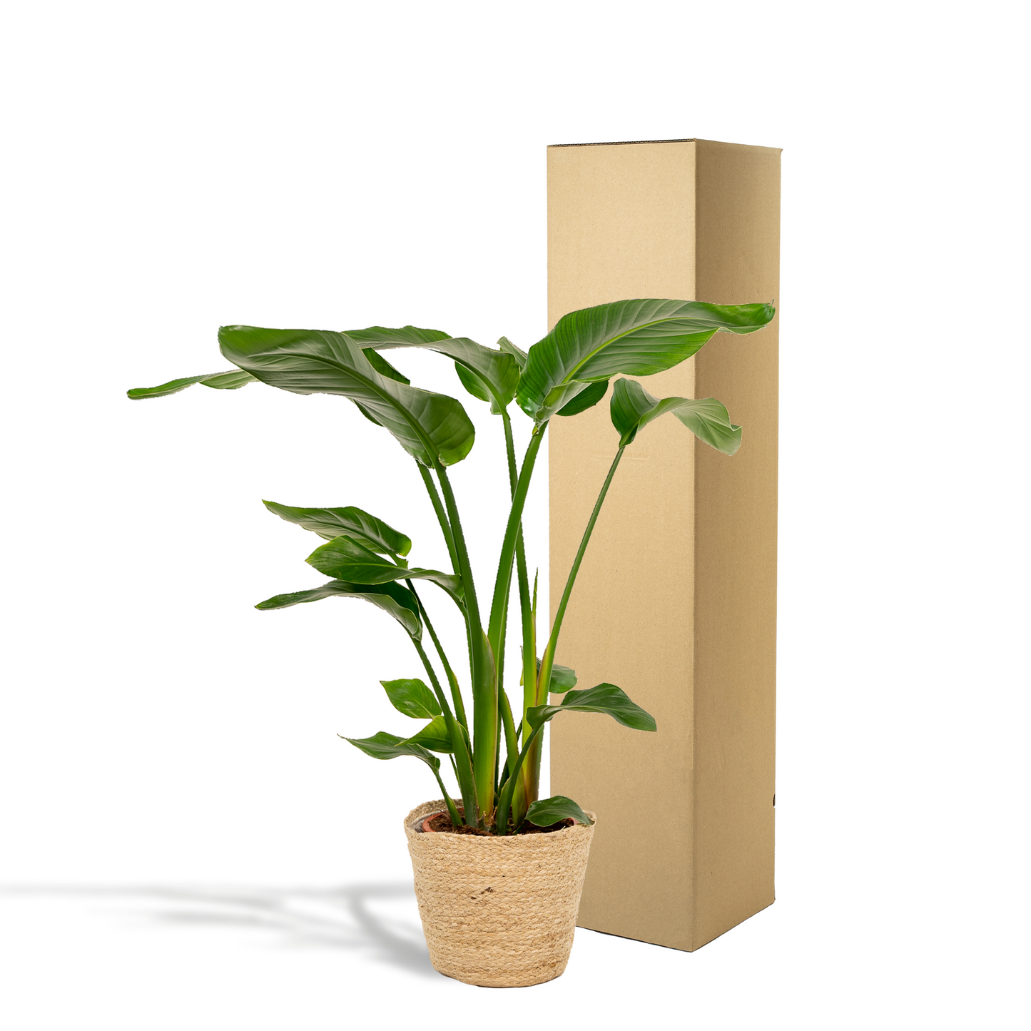 Strelitzia Nicolai 90cm + Korb Selin – Pflanzfix24.de - Pflanzfix24.de