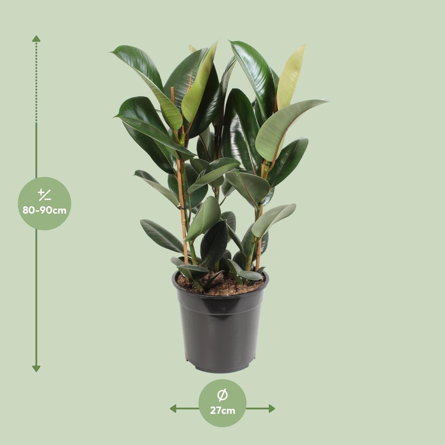 Ficus Elastica Robusta - Ø27cm - ↕85cm bei Pflanzfix24.de - Pflanzfix24.de