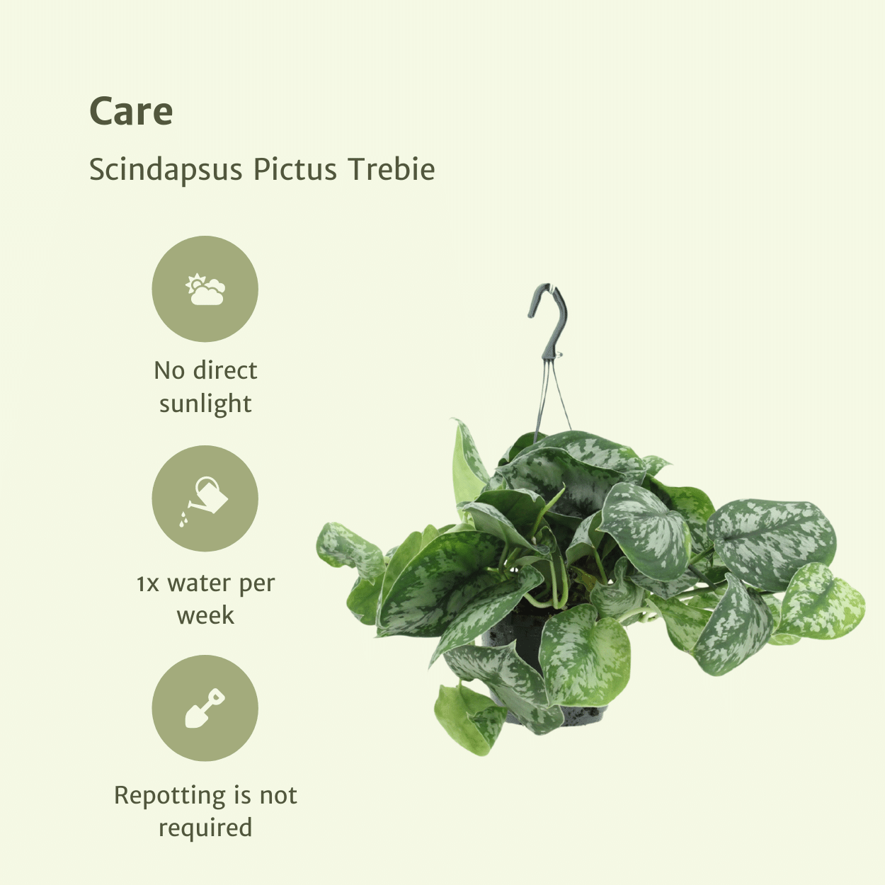 Scindapsus Pictus Trebie 2er-Set Ø15cm, 25cm hoch – Zimmerpflanzen | Pflanzfix24.de - Pflanzfix24.de