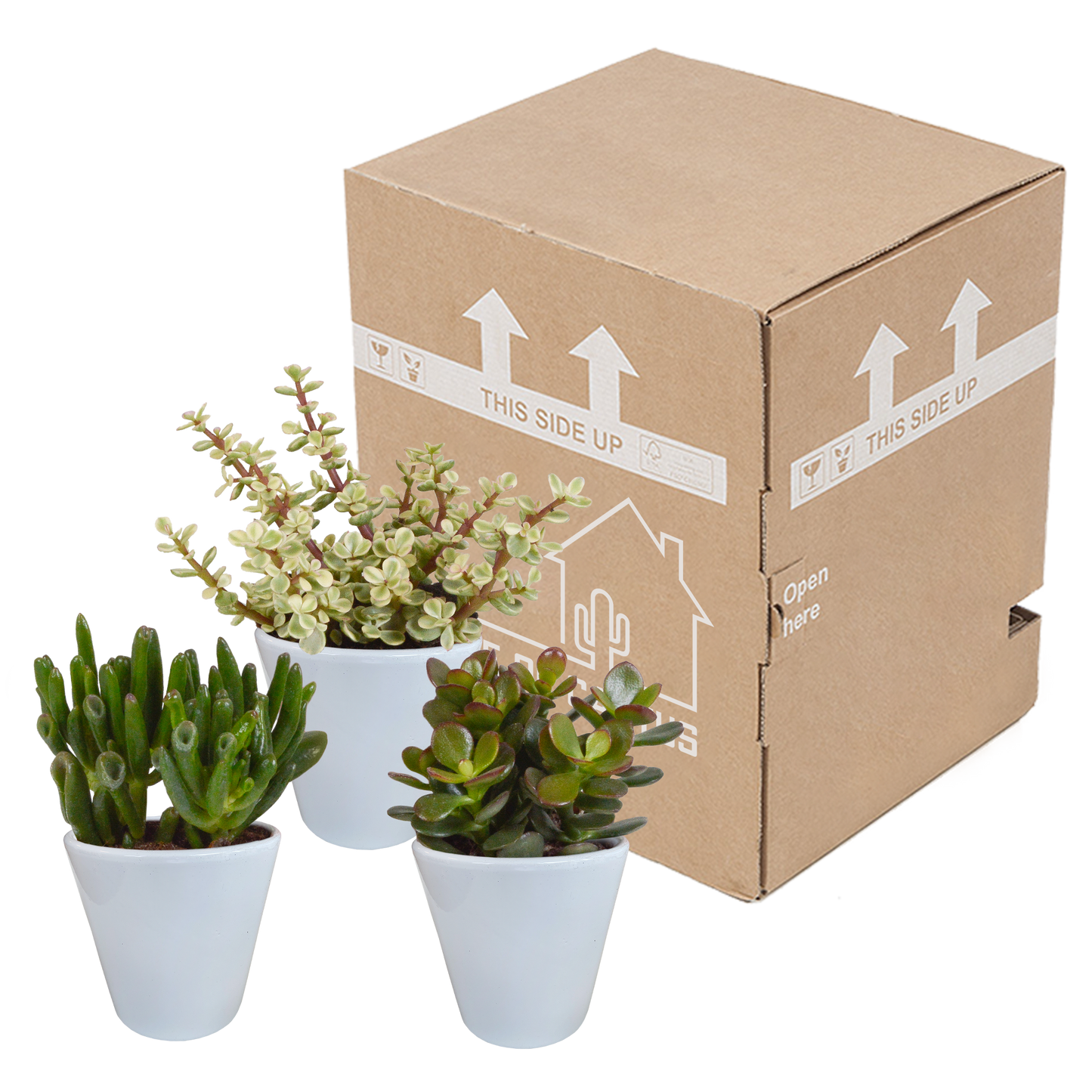 Crassula-Mix 8,5 cm - 3x - in witte pot - Pflanzfix24.de - Pflanzfix24.de